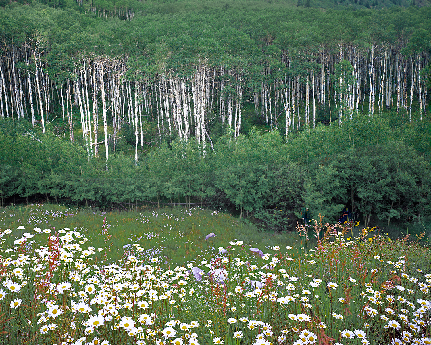 ColoradoAspen GregLawson