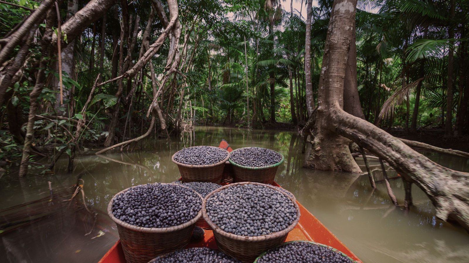 Açaí berries freshly harvested in the Amazon rainforest