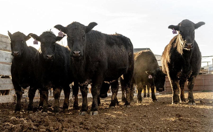 Cattle at a local ranch near Fallon, Nevada
